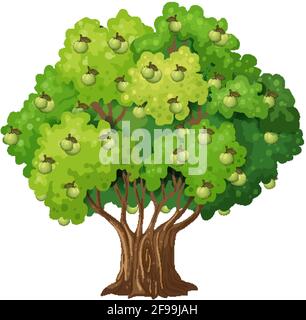 Arbre fruitier de goyave de style dessin animé isolé sur fond blanc illustration Illustration de Vecteur