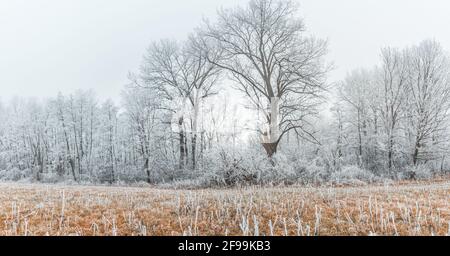 Arbre recouvert de neige en paysage d'hiver. Herbe de prairie sèche et lumière matinale brumeuse Banque D'Images