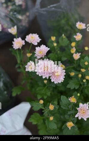 Les fleurs de chrysanthème rose clair sont très belles et enchanteresses. Banque D'Images