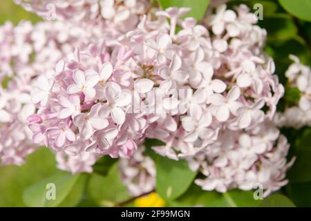 Lilas blanc Beaux-Arts fleurs textures naturelles. Portraits textures photo. Digital Studio Background, idéal pour les photos de famille mignonnes, atmosphère nouveau-né Banque D'Images