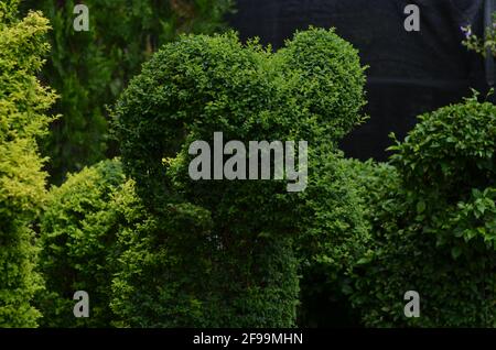 Une plante verte taillé pour ressembler à un mouton. Banque D'Images