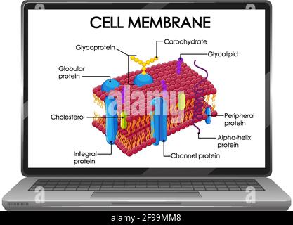 Illustration de la structure de la membrane cellulaire sur l'écran de l'ordinateur portable Illustration de Vecteur