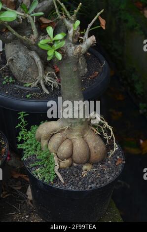 La racine de la plante d'Adenium qui pousse dans un pot noir. Banque D'Images