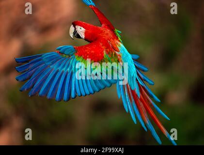 Des aras rouges et verts volant dans le sud du Pantanal/Brésil Banque D'Images