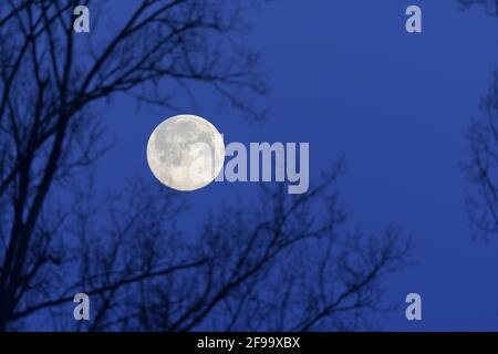 Arbre en face d'une pleine lune, hiver, Hesse, Allemagne Banque D'Images