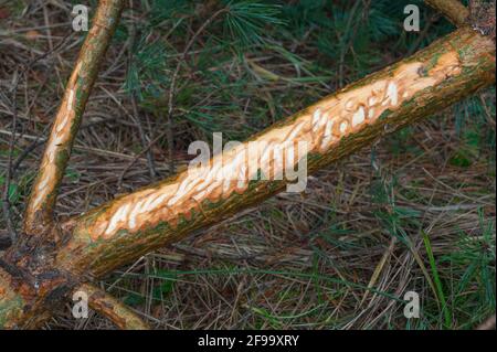 Des traces d'alimentation de cerf sur une branche de pin qui s'est brisée en raison d'une chute de neige, février, Spessart, Hesse, Allemagne Banque D'Images