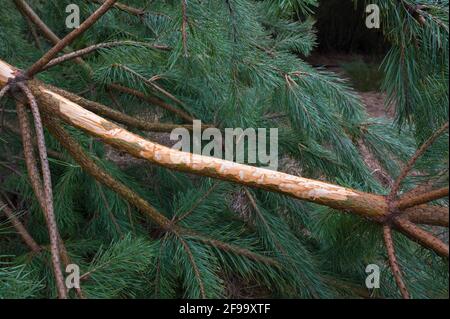 Des traces d'alimentation de cerf sur une branche de pin qui s'est brisée en raison d'une chute de neige, février, Spessart, Hesse, Allemagne Banque D'Images