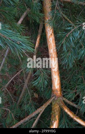 Des traces d'alimentation de cerf sur une branche de pin qui s'est brisée en raison d'une chute de neige, février, Spessart, Hesse, Allemagne Banque D'Images