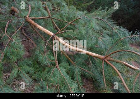 Des traces d'alimentation de cerf sur une branche de pin qui s'est brisée en raison d'une chute de neige, février, Spessart, Hesse, Allemagne Banque D'Images