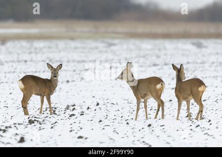 Cerf de Virginie (Capranolus capranolus) sur un champ, hiver, Hesse, Allemagne Banque D'Images