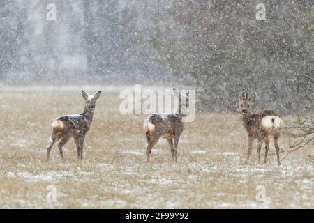 Cerf de Virginie (Capranolus capranolus) en forte chute de neige dans un pré, hiver, Hesse, Allemagne Banque D'Images