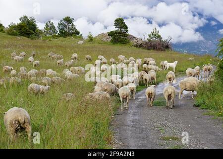 un troupeau de moutons paître dans la prairie dans le Montagnes avec leur chien de garde Pyrénées Banque D'Images