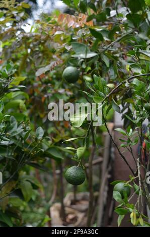 Fruits à la chaux immatures et feuilles vertes. Banque D'Images