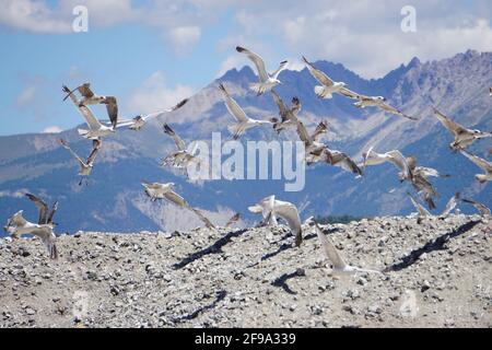 gros plan d'un troupeau de mouettes en vol au-dessus du décharge de déchets dans les montagnes Banque D'Images