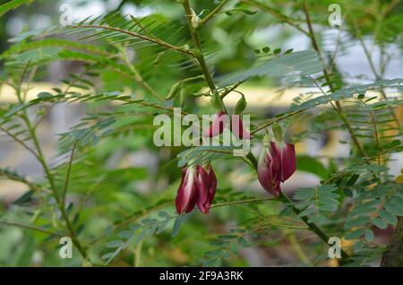 Plante sauvage avec des fleurs et des feuilles rouges. Banque D'Images