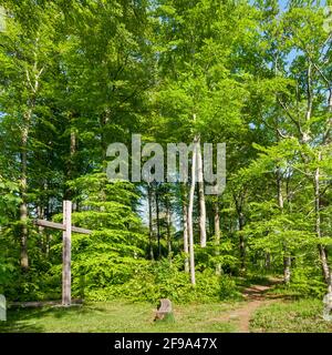 Allemagne, Bade-Wurtemberg, Heiligenberg, Friedwald Heiligenberg, inhumation naturelle dans l'Amalienhain. Traverser et prendre le banc sur Bellevueplatz. Banque D'Images