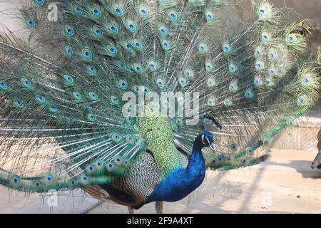 Gros plan sur un magnifique paon bleu élégant entièrement ouvert queue dans un Banque D'Images