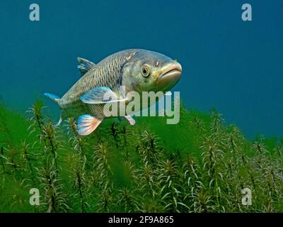 Le chub (Squalius cephalus, Syn.: Leuciscus cephalus), également appelé Alet, Eitel ou Aitel; change avec l'âge, passant du gros poisson au poisson prédateur Banque D'Images