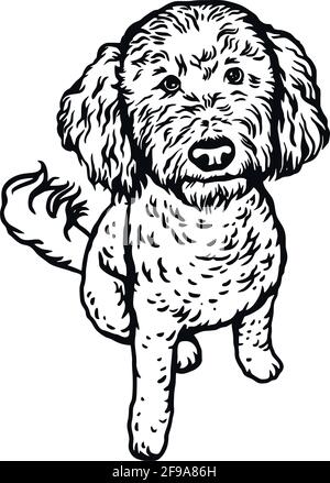 Posture assise de chien Labradoodle - illustration vectorielle isolée sur blanc arrière-plan Illustration de Vecteur