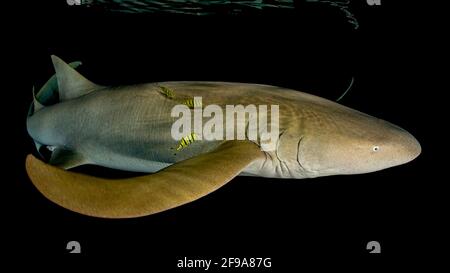 Le requin-infirmière Indo-Pacifique (Nebrius ferrugineus) (en anglais : requin-infirmière tawny) est un requin que l'on peut trouver dans la région de la mer Rouge jusqu'en Afrique du Sud, en Australie et aux îles de la Société à des profondeurs comprises entre 1 m et 40 M. Banque D'Images