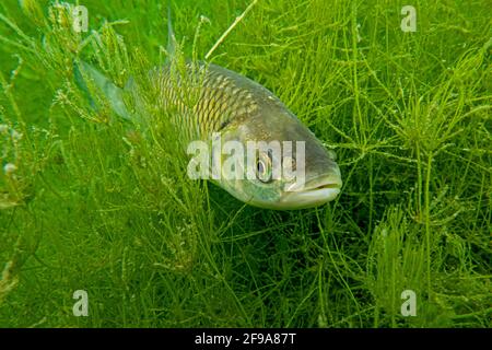 Le chub (Squalius cephalus, Syn.: Leuciscus cephalus), également appelé Alet, Eitel ou Aitel; change avec l'âge, passant du gros poisson au poisson prédateur Banque D'Images