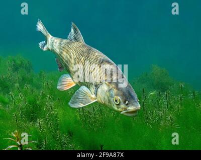 Le chub (Squalius cephalus, Syn.: Leuciscus cephalus), également appelé Alet, Eitel ou Aitel; change avec l'âge, passant du gros poisson au poisson prédateur Banque D'Images