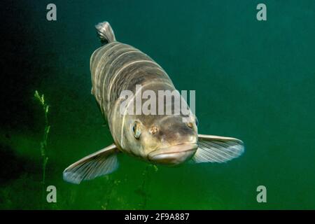 Le chub (Squalius cephalus, Syn.: Leuciscus cephalus), également appelé Alet, Eitel ou Aitel; change avec l'âge, passant du gros poisson au poisson prédateur Banque D'Images