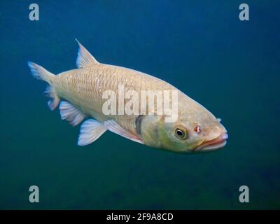 Le chub (Squalius cephalus, Syn.: Leuciscus cephalus), également appelé Alet, Eitel ou Aitel; change avec l'âge, passant du gros poisson au poisson prédateur Banque D'Images