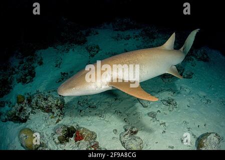 Le requin-infirmière Indo-Pacifique (Nebrius ferrugineus) (en anglais : requin-infirmière tawny) est un requin que l'on peut trouver dans la région de la mer Rouge jusqu'en Afrique du Sud, en Australie et aux îles de la Société à des profondeurs comprises entre 1 m et 40 M. Banque D'Images