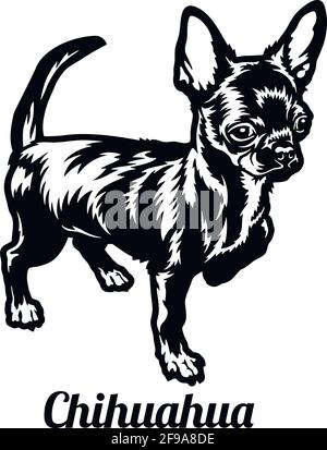 Chien Chihuahua à poil court - illustration vectorielle isolée sur fond blanc Illustration de Vecteur