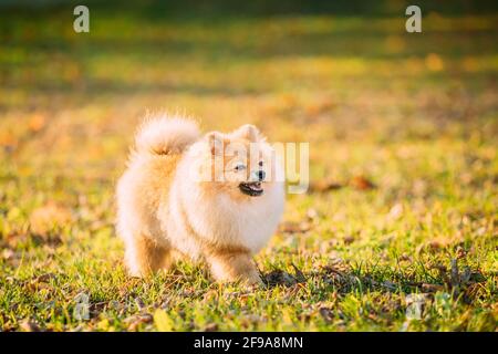 Drôle de jeune chiot rouge Pomeranian Spitz chien chiot Happy Walking Extérieur dans l'herbe d'automne Banque D'Images