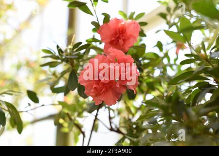 Rhododendron Bunde Schame ou Azalea indica Banque D'Images