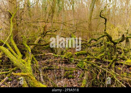 Les forêts en hiver en Allemagne, la forêt naturelle, les arbres couverts de mousse morte se trouvent sur le sol Banque D'Images