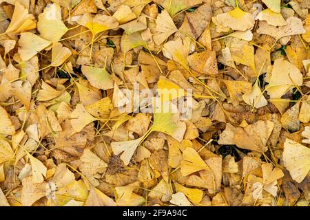 Feuilles jaunes de ginko en automne Banque D'Images