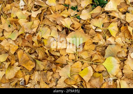 Feuilles jaunes de ginko en automne Banque D'Images