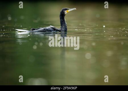 Grand cormoran (Phalacrocorax carbo) dans l'eau, Allemagne Banque D'Images