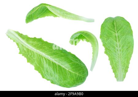 Feuilles de laitue romaine verte fraîche isolées sur fond blanc. Motif de salat de laitue. Vue de dessus. Pose à plat Banque D'Images