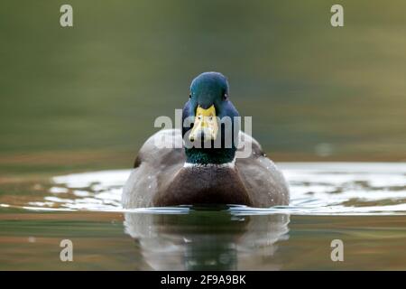 Mallard (Anas platyrhychos), drake, Allemagne Banque D'Images