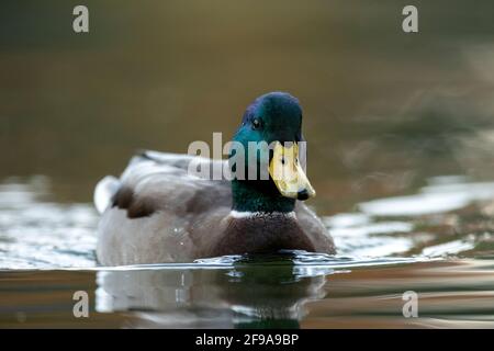 Mallard (Anas platyrhychos), drake, Allemagne Banque D'Images