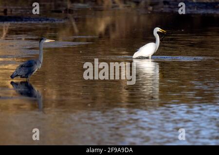 Grand Egret (Ardea alba, Syn.: Casmerodius albus, Egretta alba), se dresse dans une rivière, Allemagne Banque D'Images