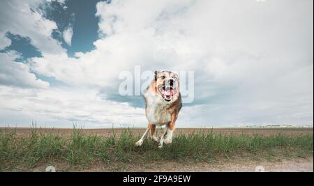 Chien en colère agressif en train de courir sur l'appareil photo Banque D'Images