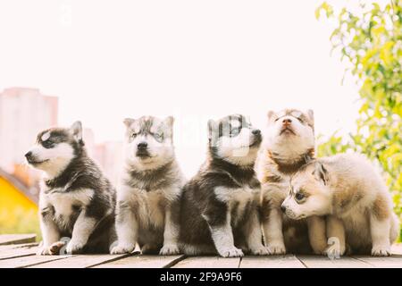 Cinq chiots Husky de quatre semaines de couleur blanc-gris-noir-brun assis sur du bois Meulé ensemble Banque D'Images