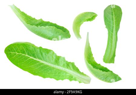 Feuilles de laitue romaine verte fraîche isolées sur fond blanc. Motif de salat de laitue. Vue de dessus. Pose à plat Banque D'Images