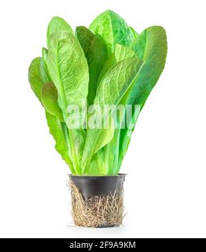 Salade de laitue romaine fraîche crue ou tête de beurre isolée sur fond blanc. Salade de feuilles vertes dans un pot de fleurs, vue latérale. Gros plan Banque D'Images