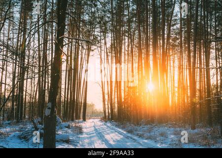 Route de campagne dans la forêt de pins d'hiver. Soleil lumière du soleil à travers les arbres dégelés Trunks Woods en hiver Snowy Conify Forest Landscape Banque D'Images