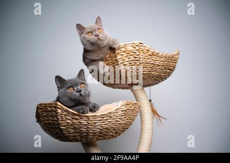 deux chatons anglais de shorthair de 6 mois de couleur différente se reposant sur le grattage du montant avec l'espace de copie Banque D'Images