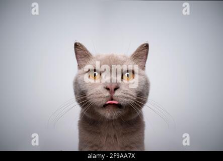 portrait de 6 mois lilas britannique shorthair chaton regardant à l'appareil photo faire face drôle en collant la langue Banque D'Images