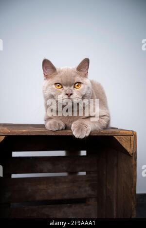 chaton lylac britannique de 6 mois de shorthair reposant sur du bois caisse avec espace de copie Banque D'Images