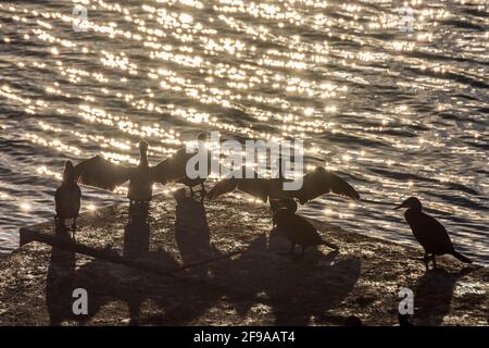 Vienne, bains de soleil grand cormorant (Phalacrocorax carbo) à l'ancien quai inutilisé du pont Floridsdorfer Brücke en 20. Brigittenau, Vienne, Autriche Banque D'Images