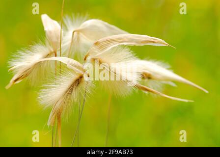 Allergie au pollen : graminées (famille des Poaceae ou des Gramineae) en fleurs avec pollen Banque D'Images